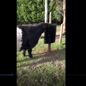 *Cow Scratching Brush on a pole